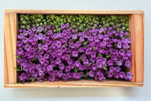 โหลดรูปภาพลงในเครื่องมือใช้ดูของ Gallery Perilla Flower (ดอกฮานาโฮจิโซะ) 花穂