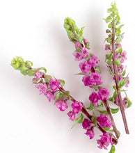 โหลดรูปภาพลงในเครื่องมือใช้ดูของ Gallery Perilla Flower (ดอกฮานาโฮจิโซะ) 花穂