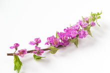 โหลดรูปภาพลงในเครื่องมือใช้ดูของ Gallery Perilla Flower (ดอกฮานาโฮจิโซะ) 花穂