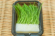 โหลดรูปภาพลงในเครื่องมือใช้ดูของ Gallery Sprout Green onion / ต้นหอมอ่อน / 芽葱 (Menegi)