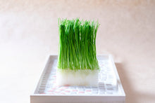 โหลดรูปภาพลงในเครื่องมือใช้ดูของ Gallery Sprout Green onion / ต้นหอมอ่อน / 芽葱 (Menegi)