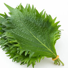 โหลดรูปภาพลงในเครื่องมือใช้ดูของ Gallery Perilla leaves / ใบโอบะ / 大葉 (Oba)