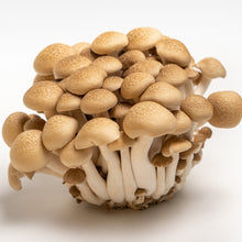 โหลดรูปภาพลงในเครื่องมือใช้ดูของ Gallery Shimeji mushroom / เห็ดชิเมจิ / メガしめじ