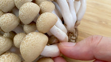โหลดรูปภาพลงในเครื่องมือใช้ดูของ Gallery Shimeji mushroom / เห็ดชิเมจิ / メガしめじ