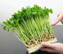 โหลดรูปภาพลงในเครื่องมือใช้ดูของ Gallery Pea sprouts / โต้วเหมี่ยว / 豆苗(Tomyo)